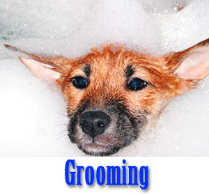 groominglg