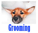 btn-grooming